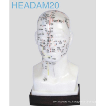 Modelo de cabeza de acupuntura (Headam20)